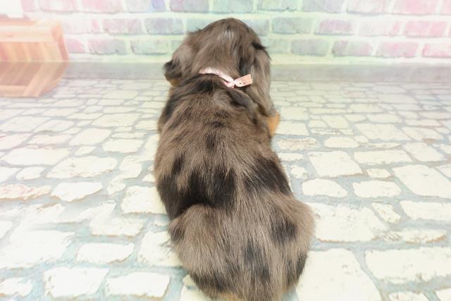 千葉県のミニチュアダックスフンド(ロング) (Coo&RIKUコメリパワー旭店/2026年2月8日生まれ/女の子/シルバーダップル)の子犬の4枚目の画像