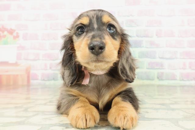 東京都のミニチュアダックスフンド(ロング) (Coo&RIKU新小岩店/2026年2月8日生まれ/女の子/シルバーダップル)の子犬の1枚目の画像