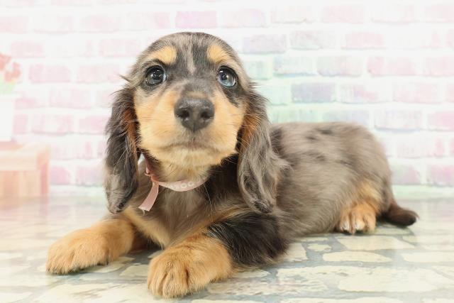 東京都のミニチュアダックスフンド(ロング) (Coo&RIKU新小岩店/2026年2月8日生まれ/女の子/シルバーダップル)の子犬の2枚目の画像