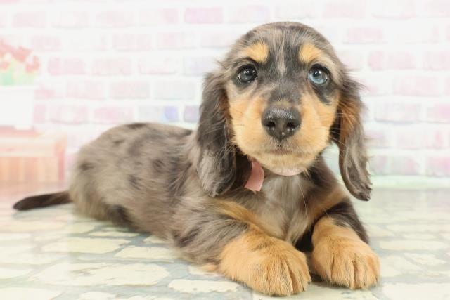 東京都のミニチュアダックスフンド(ロング) (Coo&RIKU新小岩店/2026年2月8日生まれ/女の子/シルバーダップル)の子犬の3枚目の画像