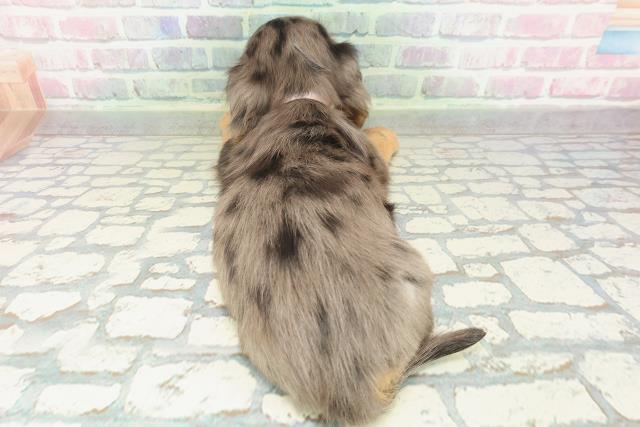 東京都のミニチュアダックスフンド(ロング) (Coo&RIKU新小岩店/2026年2月8日生まれ/女の子/シルバーダップル)の子犬の4枚目の画像