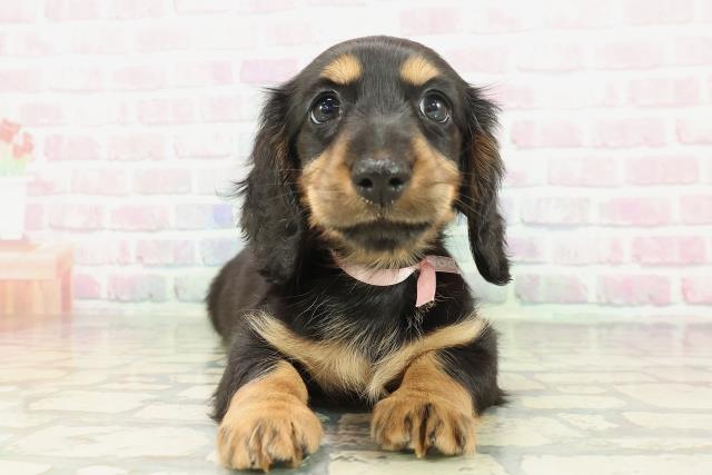 北海道のミニチュアダックスフンド(ロング) (Coo&RIKU釧路店/2026年2月8日生まれ/女の子/ブラックタン)の子犬