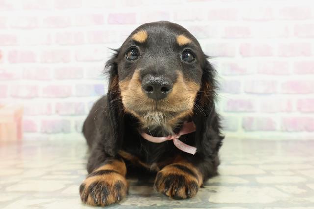 北海道のミニチュアダックスフンド(ロング) (Coo&RIKU北見店/2026年2月8日生まれ/女の子/ブラックタン)の子犬の1枚目の画像