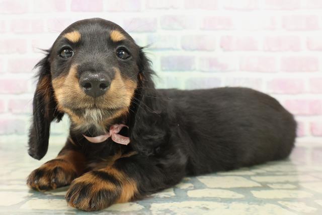 北海道のミニチュアダックスフンド(ロング) (Coo&RIKU北見店/2026年2月8日生まれ/女の子/ブラックタン)の子犬の2枚目の画像