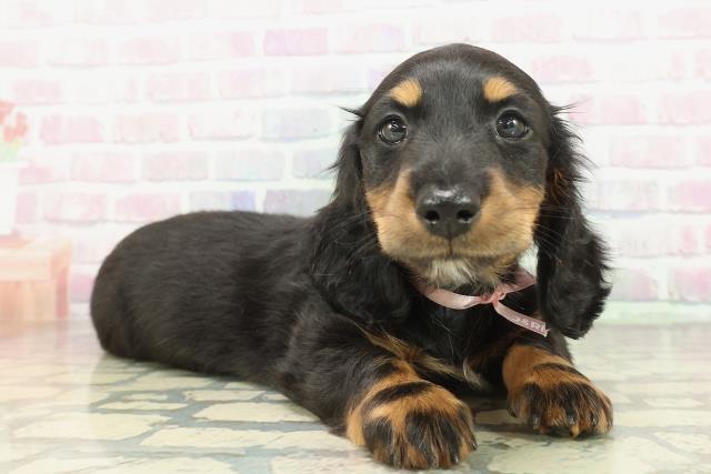 北海道のミニチュアダックスフンド(ロング) (Coo&RIKU北見店/2026年2月8日生まれ/女の子/ブラックタン)の子犬の3枚目の画像