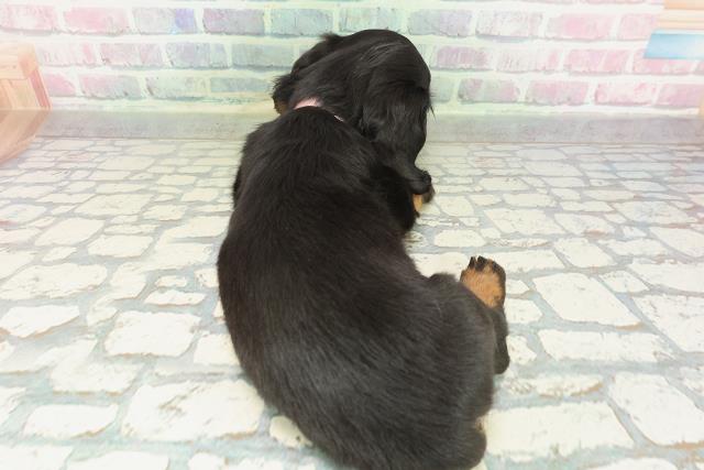 北海道のミニチュアダックスフンド(ロング) (Coo&RIKU北見店/2026年2月8日生まれ/女の子/ブラックタン)の子犬の4枚目の画像