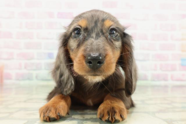 新潟県のミニチュアダックスフンド(ロング) (Coo&RIKU新潟東店/2026年2月8日生まれ/女の子/シルバーダップル)の子犬の1枚目の画像