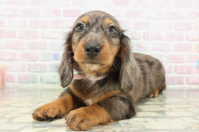 新潟県のミニチュアダックスフンド(ロング) (Coo&RIKU新潟東店/2026年2月8日生まれ/女の子/シルバーダップル)の子犬の2枚目の画像