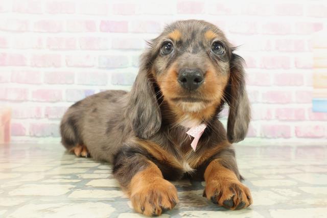 新潟県のミニチュアダックスフンド(ロング) (Coo&RIKU新潟東店/2026年2月8日生まれ/女の子/シルバーダップル)の子犬の3枚目の画像