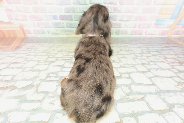 新潟県のミニチュアダックスフンド(ロング) (Coo&RIKU新潟東店/2026年2月8日生まれ/女の子/シルバーダップル)の子犬の4枚目の画像