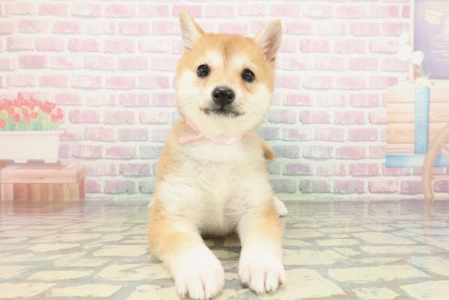 山梨県の豆柴 (Coo&RIKU甲府昭和通り店/2026年2月3日生まれ/女の子/赤)の子犬の1枚目の画像