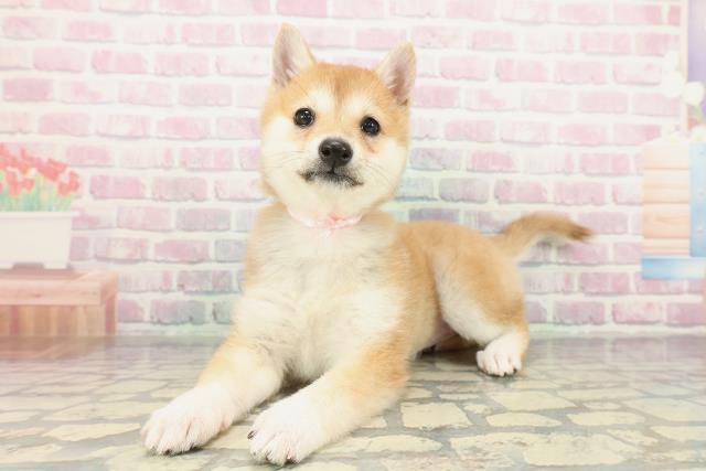 山梨県の豆柴 (Coo&RIKU甲府昭和通り店/2026年2月3日生まれ/女の子/赤)の子犬の2枚目の画像