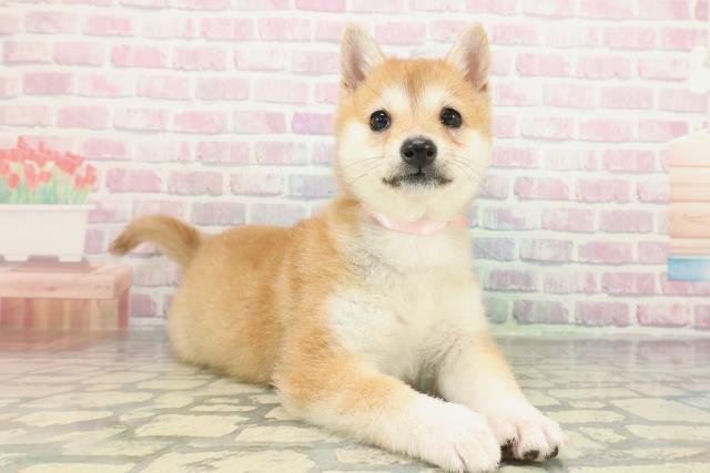 山梨県の豆柴 (Coo&RIKU甲府昭和通り店/2026年2月3日生まれ/女の子/赤)の子犬の3枚目の画像