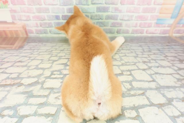 山梨県の豆柴 (Coo&RIKU甲府昭和通り店/2026年2月3日生まれ/女の子/赤)の子犬の4枚目の画像