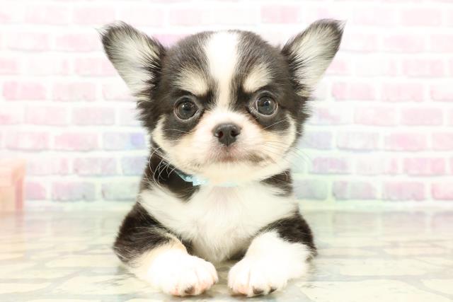 栃木県のチワワ(ロング) (Coo&RIKUFKDインターパーク店/2026年2月4日生まれ/男の子/ブラックホワイトタン)の子犬の1枚目の画像