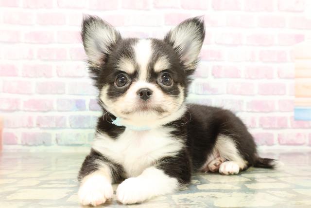 栃木県のチワワ(ロング) (Coo&RIKUFKDインターパーク店/2026年2月4日生まれ/男の子/ブラックホワイトタン)の子犬の2枚目の画像