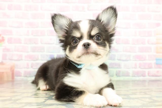 栃木県のチワワ(ロング) (Coo&RIKUFKDインターパーク店/2026年2月4日生まれ/男の子/ブラックホワイトタン)の子犬の3枚目の画像