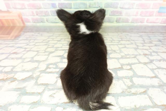 栃木県のチワワ(ロング) (Coo&RIKUFKDインターパーク店/2026年2月4日生まれ/男の子/ブラックホワイトタン)の子犬の4枚目の画像