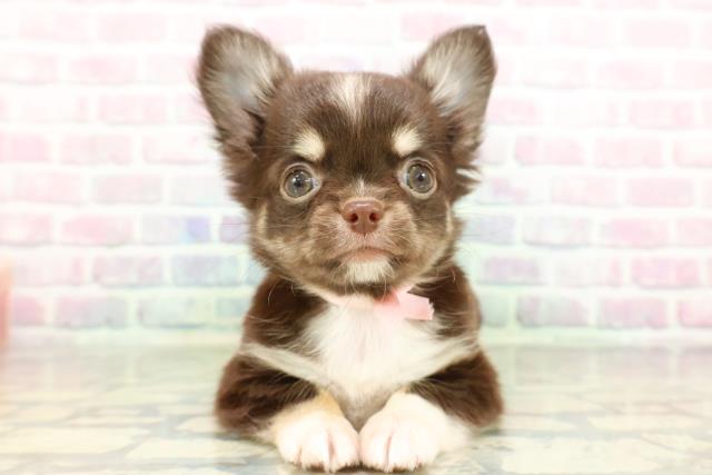 山梨県のチワワ(ロング) (Coo&RIKU甲府昭和通り店/2026年2月4日生まれ/女の子/チョコレートホワイトタン)の子犬の1枚目の画像