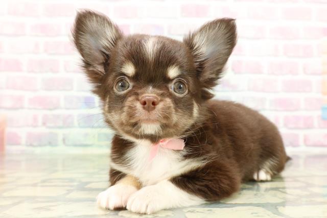 山梨県のチワワ(ロング) (Coo&RIKU甲府昭和通り店/2026年2月4日生まれ/女の子/チョコレートホワイトタン)の子犬の2枚目の画像