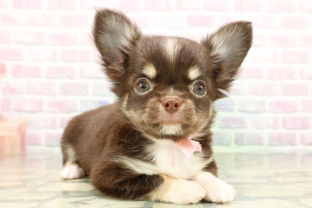 山梨県のチワワ(ロング) (Coo&RIKU甲府昭和通り店/2026年2月4日生まれ/女の子/チョコレートホワイトタン)の子犬の3枚目の画像