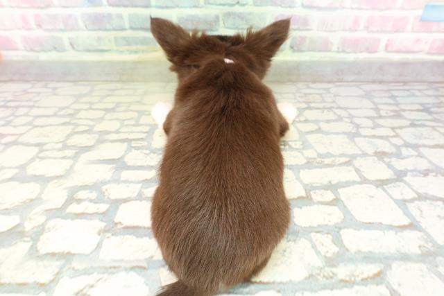 山梨県のチワワ(ロング) (Coo&RIKU甲府昭和通り店/2026年2月4日生まれ/女の子/チョコレートホワイトタン)の子犬の4枚目の画像