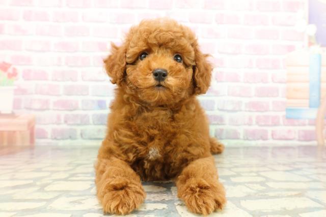 東京都のトイプードル(トイ) (Coo&RIKU八王子西店/2026年2月4日生まれ/男の子/レッド)の子犬の1枚目の画像