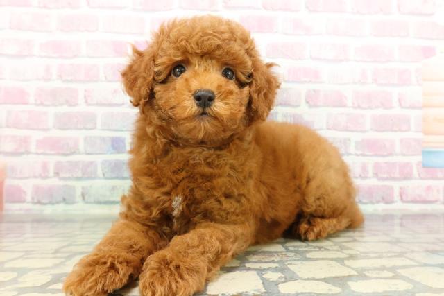 東京都のトイプードル(トイ) (Coo&RIKU八王子西店/2026年2月4日生まれ/男の子/レッド)の子犬の2枚目の画像