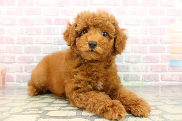 東京都のトイプードル(トイ) (Coo&RIKU八王子西店/2026年2月4日生まれ/男の子/レッド)の子犬の3枚目の画像