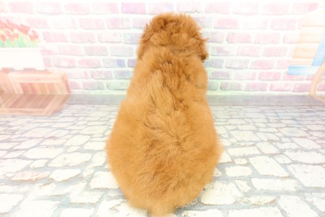 東京都のトイプードル(トイ) (Coo&RIKU八王子西店/2026年2月4日生まれ/男の子/レッド)の子犬の4枚目の画像