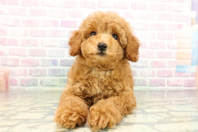 千葉県のトイプードル(トイ) (Coo&RIKU若葉都賀店/2026年2月4日生まれ/男の子/レッド)の子犬の1枚目の画像