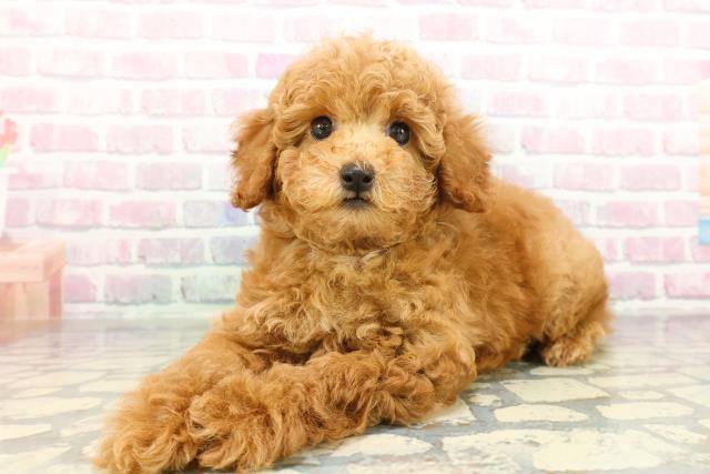 千葉県のトイプードル(トイ) (Coo&RIKU若葉都賀店/2026年2月4日生まれ/男の子/レッド)の子犬の2枚目の画像