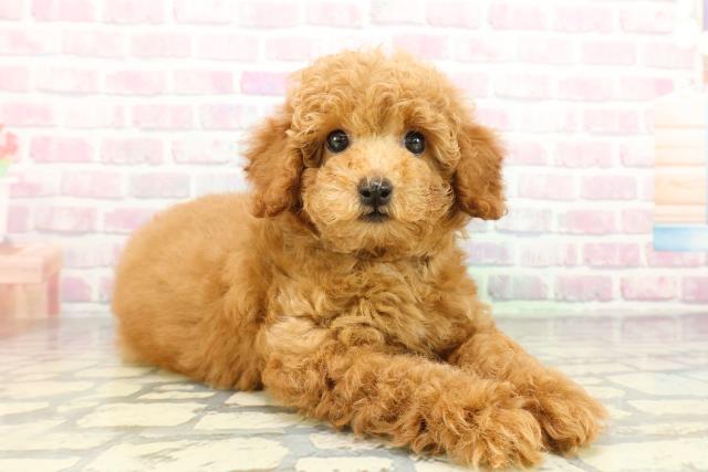 千葉県のトイプードル(トイ) (Coo&RIKU若葉都賀店/2026年2月4日生まれ/男の子/レッド)の子犬の3枚目の画像