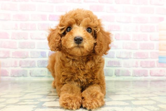 トイ・プードル