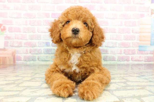 青森県のトイプードル(トイ) (Coo&RIKU八戸店/2026年2月4日生まれ/女の子/レッド)の子犬の1枚目の画像