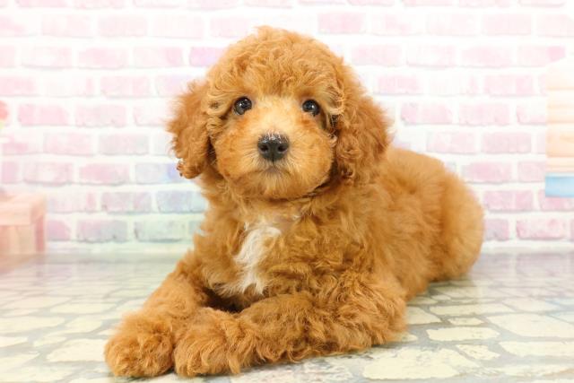 青森県のトイプードル(トイ) (Coo&RIKU八戸店/2026年2月4日生まれ/女の子/レッド)の子犬の2枚目の画像