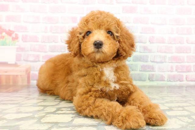 青森県のトイプードル(トイ) (Coo&RIKU八戸店/2026年2月4日生まれ/女の子/レッド)の子犬の3枚目の画像