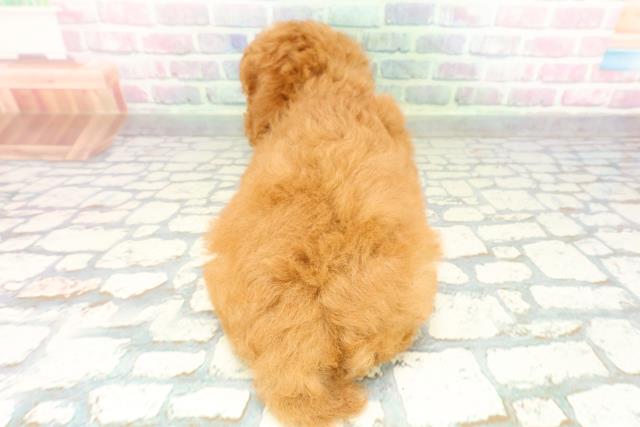 青森県のトイプードル(トイ) (Coo&RIKU八戸店/2026年2月4日生まれ/女の子/レッド)の子犬の4枚目の画像