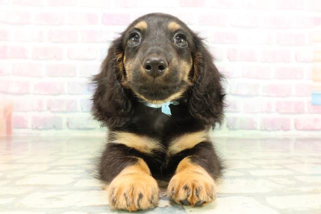 北海道のミニチュアダックスフンド(ロング) (Coo&RIKU帯広店/2026年2月7日生まれ/男の子/ブラックタン)の子犬