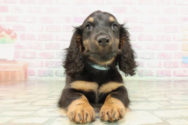 東京都のミニチュアダックスフンド(ロング) (Coo&RIKU新小岩店/2026年2月7日生まれ/男の子/ブラックタン)の子犬の1枚目の画像