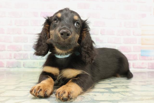 東京都のミニチュアダックスフンド(ロング) (Coo&RIKU新小岩店/2026年2月7日生まれ/男の子/ブラックタン)の子犬の2枚目の画像