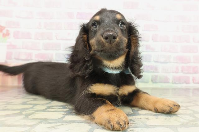 東京都のミニチュアダックスフンド(ロング) (Coo&RIKU新小岩店/2026年2月7日生まれ/男の子/ブラックタン)の子犬の3枚目の画像