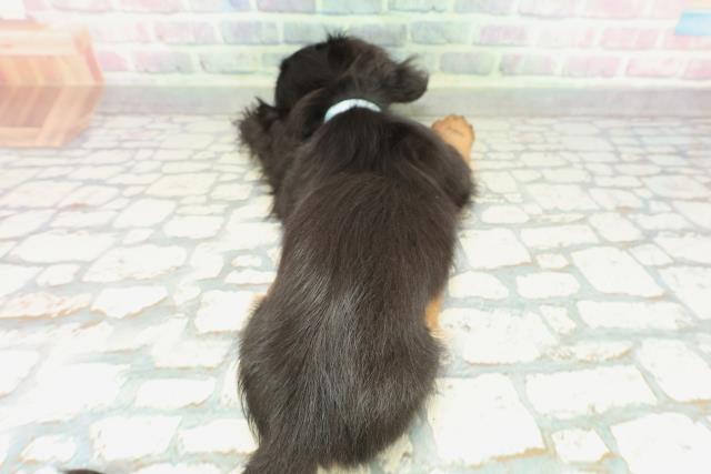 東京都のミニチュアダックスフンド(ロング) (Coo&RIKU新小岩店/2026年2月7日生まれ/男の子/ブラックタン)の子犬の4枚目の画像