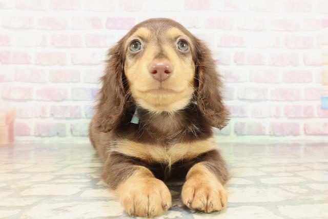 北海道のミニチュアダックスフンド(ロング) (Coo&RIKU旭川店/2026年2月7日生まれ/男の子/チョコレートタン)の子犬