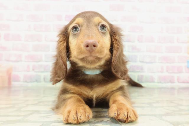 千葉県のミニチュアダックスフンド(ロング) (Coo&RIKU若葉都賀店/2026年2月7日生まれ/男の子/チョコレートタン)の子犬の1枚目の画像