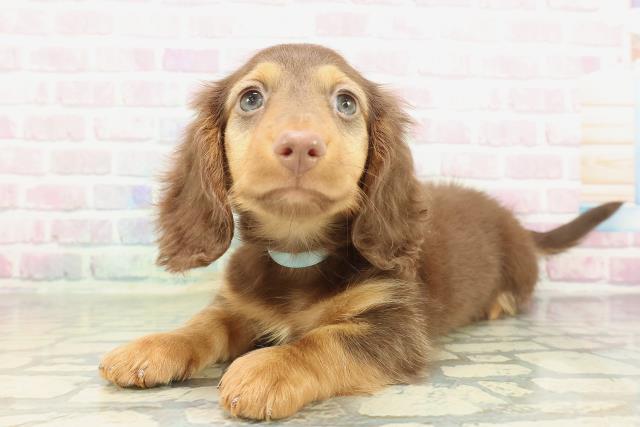 千葉県のミニチュアダックスフンド(ロング) (Coo&RIKU若葉都賀店/2026年2月7日生まれ/男の子/チョコレートタン)の子犬の2枚目の画像