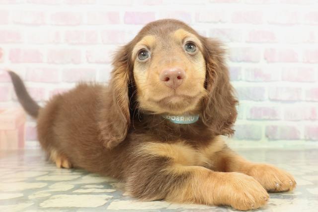 千葉県のミニチュアダックスフンド(ロング) (Coo&RIKU若葉都賀店/2026年2月7日生まれ/男の子/チョコレートタン)の子犬の3枚目の画像