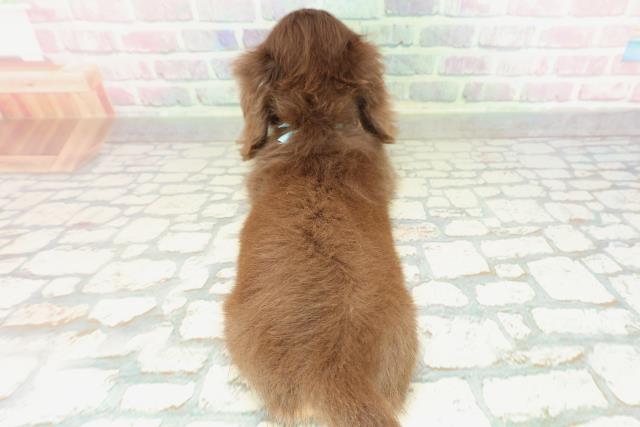 千葉県のミニチュアダックスフンド(ロング) (Coo&RIKU若葉都賀店/2026年2月7日生まれ/男の子/チョコレートタン)の子犬の4枚目の画像