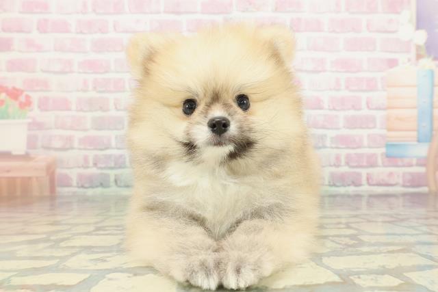 東京都のポメラニアン (Coo&RIKU足立本店/2026年2月8日生まれ/男の子/ウルフセーブル)の子犬