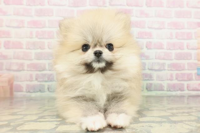 東京都のポメラニアン (Coo&RIKU足立本店/2026年2月8日生まれ/女の子/ウルフセーブル)の子犬